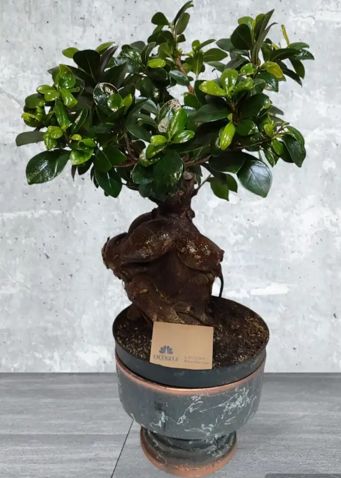 Bonsai Çiçeği