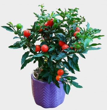 Solanum Pseudocapsicum Kırmızı Kudüs Kirazı Saksıda