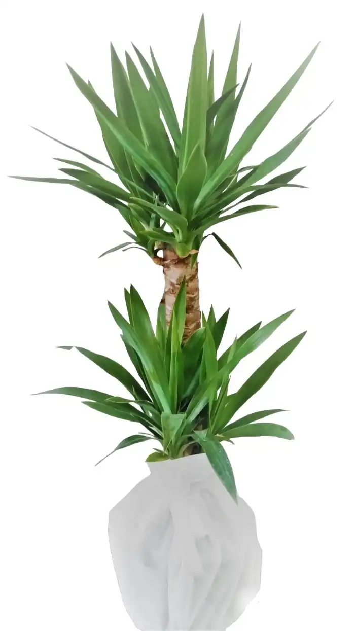 İkili Yucca Çiçeği 1.50.cm