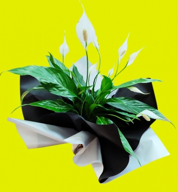 Spathiphyllum (Yelken çiçeği)